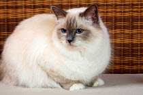 Burman / Sacred Cat of Burma, blue point coated domestic cat, sitting.