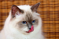 Burman/ Sacred Cat of Burma, head portrait of   blue point coated domestic cat licking her nose.