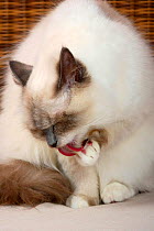 Burman / Sacred Cat of Burma, head portrait of   blue point coated domestic cat  licking / washing herself.