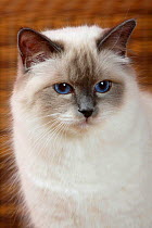 Burman / Sacred Cat of Burma, head portrait of   blue point coated domestic cat head portrait.