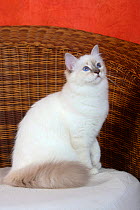 Burman / Sacred Cat of Burma, head portrait of   blue-tabby-point coated domestic kitten aged 5 months, sitting on wicker sofa.