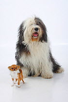 Bobtail / Old English Sheepdog, sitting alongside a  longhaired Chihuahua, tan and white coated.