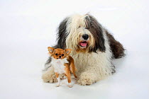 Bobtail / Old English Sheepdog, lying with a  longhaired Chihuahua, tan and white coated.