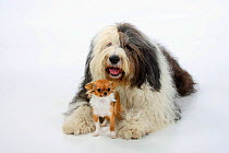Bobtail / Old English Sheepdog, lying with a  longhaired Chihuahua, tan and white coated.