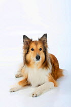 Rough Collie, lying down.