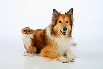 Rough Collie lying down with tan and white coated  Chihuahua, longhaired.