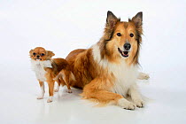 Rough Collie lying down with tan and white coated  Chihuahua, longhaired.