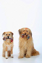 Two mixed breed dogs sittting together, both with toy ropes in their mouths.