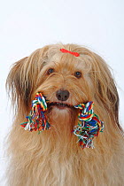 Portrait of a mixed breed dog with bow in her hair, and a toy rope in her mouth.