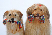 Two mixed breed dogs sittting together, both with toy ropes in their mouths.