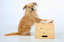 Mixed breed dog, with front paws on a wooden box.