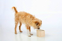 Mixed breed dog, opening wooden box. Sequence 1/5.