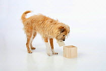 Mixed breed dog, opening wooden box. Sequence 2/5.