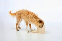 Mixed breed dog, opening wooden box. Sequence 3/5.