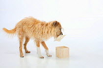 Mixed breed dog, opening wooden box. Sequence 4/5.