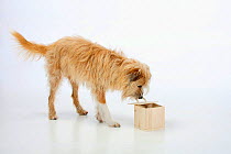 Mixed breed dog, opening wooden box. Sequence 5/5.