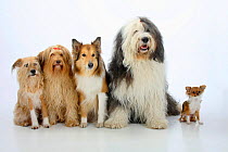 Group portrait of five dogs sitting, from left to rt: two mongrels, Rough Collie, Bobtail (Old English Sheepdog) and longhaired Chihuahua.