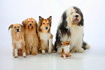 Group portrait of five dogs sitting, from left to rt: two mongrels, Rough Collie, Bobtail (Old English Sheepdog) and longhaired Chihuahua.