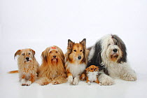Group portrait of five dogs lying down, from left to rt: two mongrels, Rough Collie, Bobtail (Old English Sheepdog) and longhaired Chihuahua.