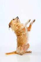 Mixed breed dog sitting on hind legs, begging.