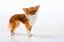 Chihuahua, longhaired bitch, standing in show-stack posture.