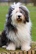 Bobtail / Old English Sheepdog, portrait, sitting on grass.