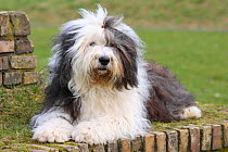 Bobtail / Old English Sheepdog, portrait, lying on grass.