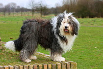 Bobtail / Old English Sheepdog, portrait, standing on grass, in show-stack posture.