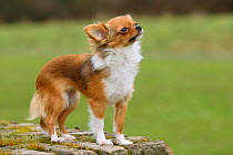 Chihuahua, longhaired, standing on grass, in show-stack posture.