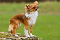 Chihuahua, longhaired, standing on wall, in show-stack posture.