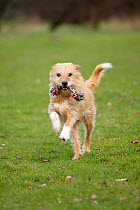 Mixed Breed Dog running towards camera, retrieving toy rope.