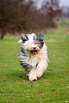 Bobtail / Old English Sheepdog running towards camera.