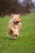 Mixed Breed Dog in field, running towards camera, retrieving toy rope.