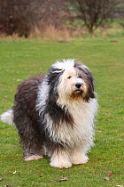 Bobtail / Old English Sheepdog, standing in field.