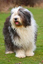 Bobtail / Old English Sheepdog, standing in field.