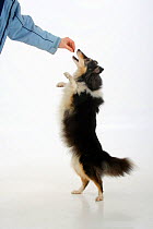 Sheltie (Shetland Sheepdog) tricoloured. aged 7 years, standing on hind legs, receiving a treat.