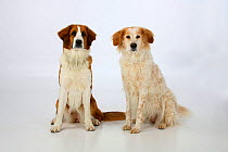 Mixed breed dogs, two females sitting together.