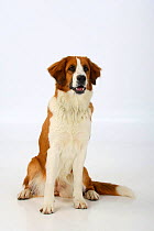 Mixed breed dog, female, sitting.