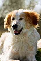 Mixed breed dog, head portrait.