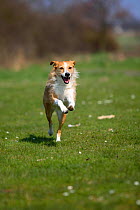 Mixed breed dog, running in field towards camera.