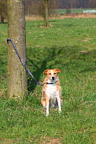 Mixed Breed Dog, on leash tied to tree, abandoned.