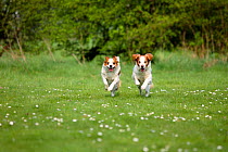 Two Kromfohrlanders running /racing in field towards camera.