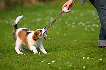 Kromfohrlander puppy, aged 10 weeks, playing tug-of-war with owner.