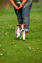 Kromfohrlander puppy, aged 10 weeks, playing and running off the leash.