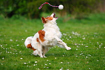 Kromfohrlander playing with ball / toy, in a field.