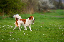 Kromfohrlander playing with / retrieving ball / toy, in a field.