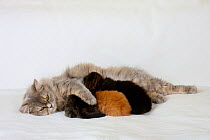 British Longhair Cat, blue-cream-silver-tabby-mackerel (Highlander, Lowlander, Britanica) lying down and nursing kittens, aged 3 weeks.