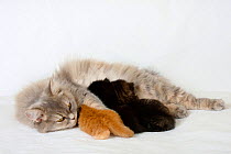 British Longhair Cat, blue-cream-silver-tabby-mackerel (Highlander, Lowlander, Britanica) lying down and nursing kittens, aged 3 weeks.