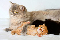 British Longhair Cat, blue-cream-silver-tabby-mackerel (Highlander, Lowlander, Britanica) lying down with kittens, aged 3 weeks.
