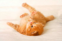 British Longhair kitten, aged 3 weeks (Highlander, Lowlander, Britanica) ginger coated, lying on its back.